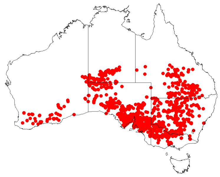 File:ChenopodiumdesertorumDistributionMap.png