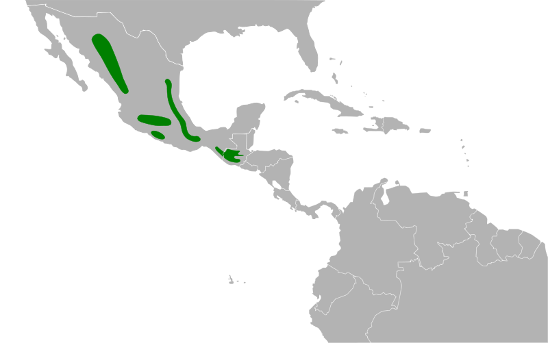 File:Coccothraustes abeillei map.svg