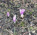 Colchicum bulbocodium