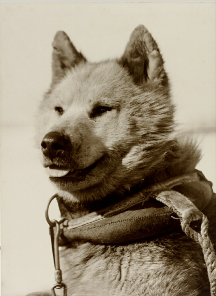 File:Colonel dog AAE.png