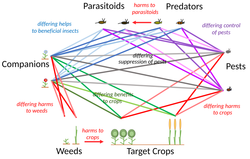 File:Companion Planting Interactions.svg