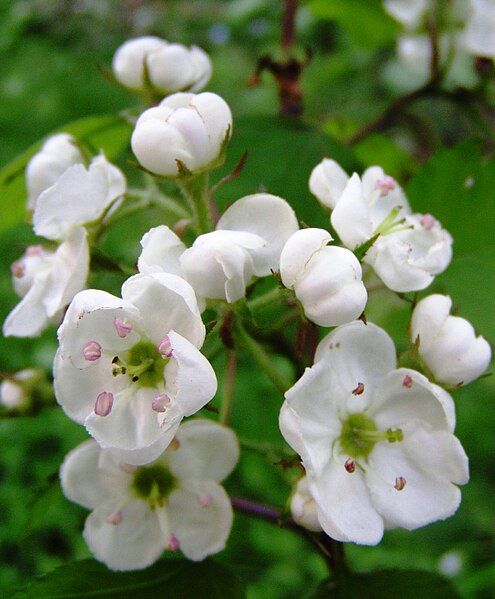 File:Crataegus coccinea Blüte.jpg