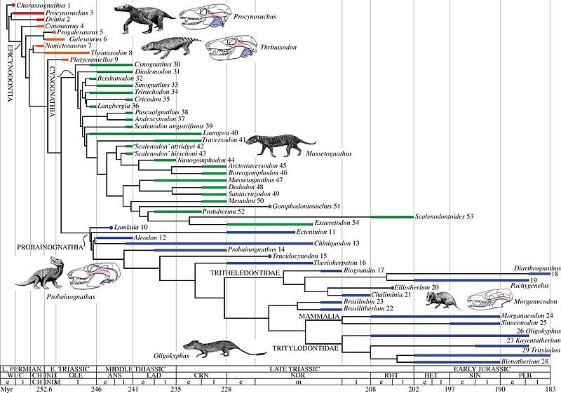 File:Cynodont Tree.jpg