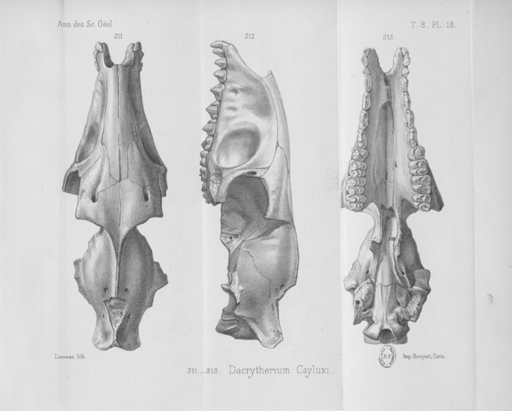 File:Dacrytherium ovinum skull.png