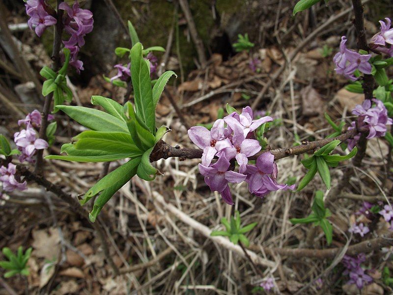 File:Daphne mezereum Aubrac.jpg