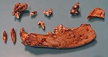 A close-up of the skull of the Bonn–Oberkassel dog pinned to its display case. The lower jaw, several teeth, and several other skull fragments are visible. Several have numbers written on them with a marker.