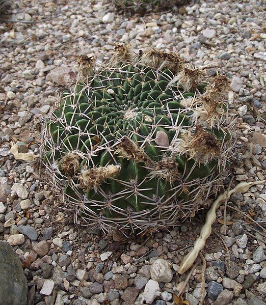 File:Echinopsis cinnabarina.jpg