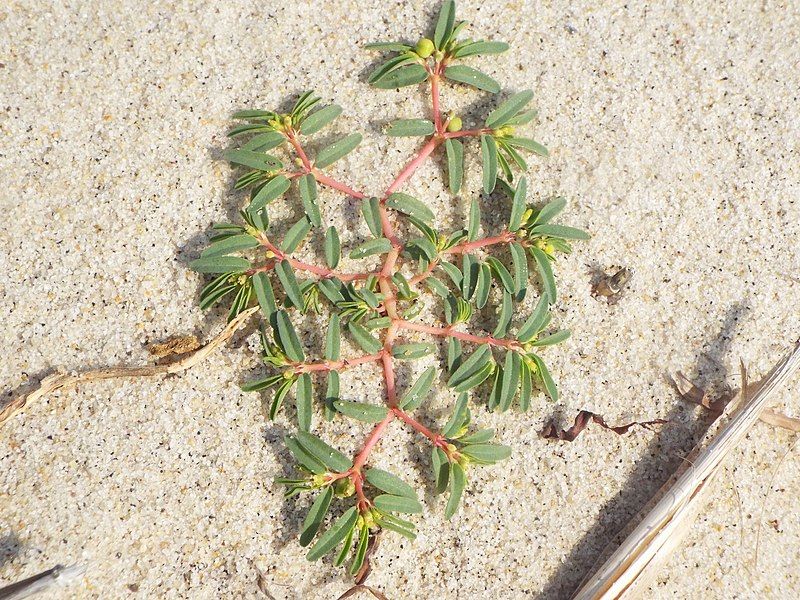 File:Euphorbia polygonifolia.jpg