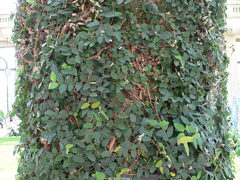 File:Ficus pumila 1.jpg