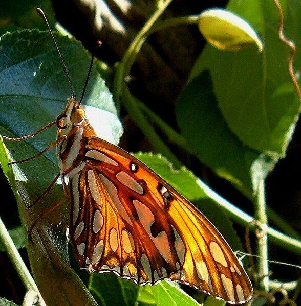 File:Fritillary in sunlight3.jpg