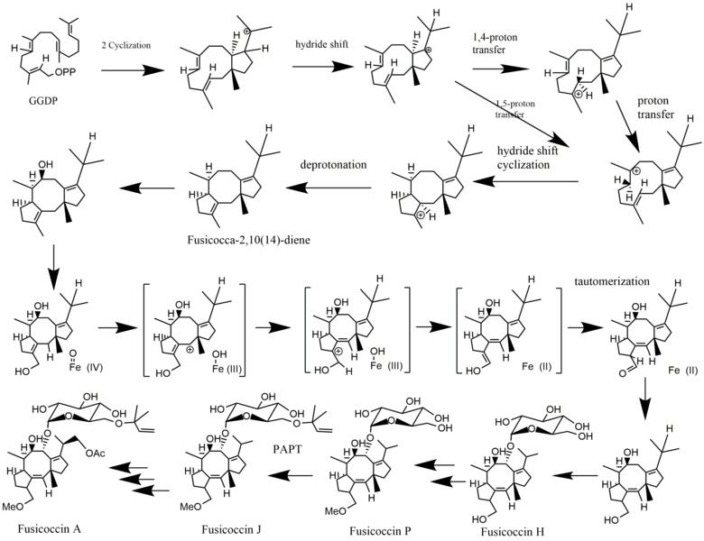 File:Fusicoccin Biosynthesis Pathway.tif