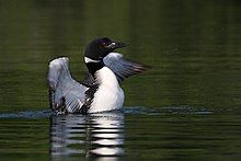 A common loon swimming in water while flapping its wings