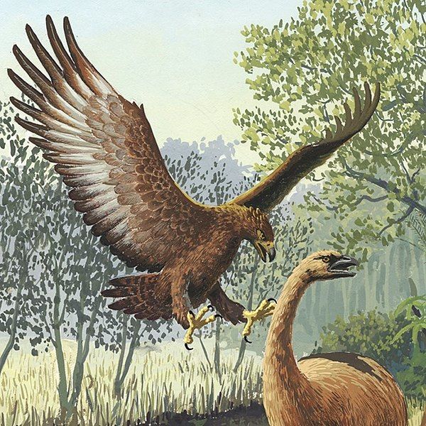 File:Giant Haasts eagle.jpg