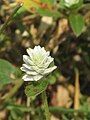 Gomphrena celosioides