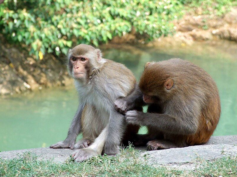 File:HK KamShanCountryPark RhesusMacaque.JPG