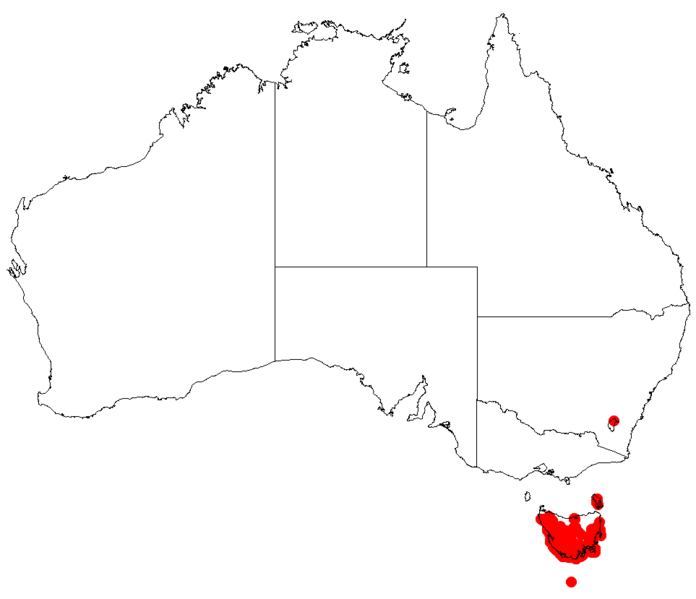 File:Hakea epiglottisDistMap44.png