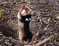 Albino Hamster