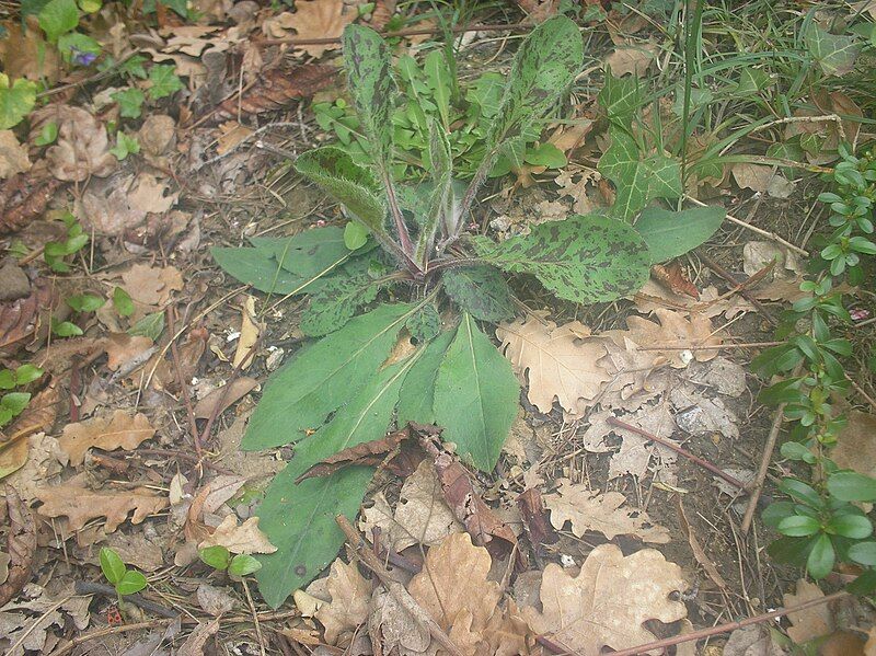 File:Hieracium maculatum rosette.JPG