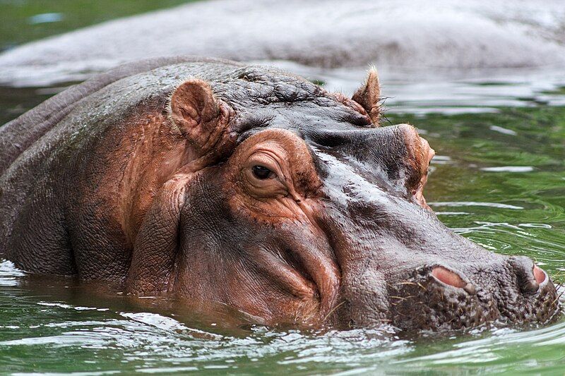 File:Hippo memphis.jpg