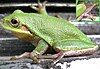 A bright green frog