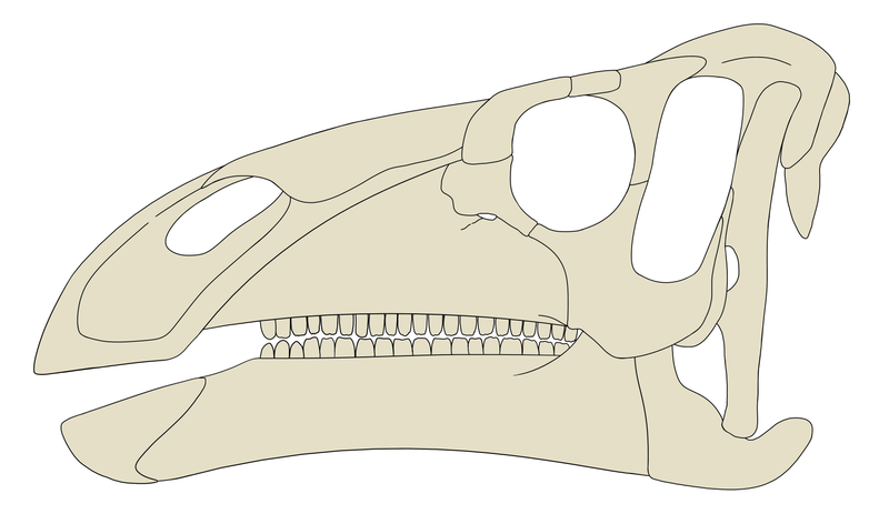 File:Iguanacolossus Skull.png