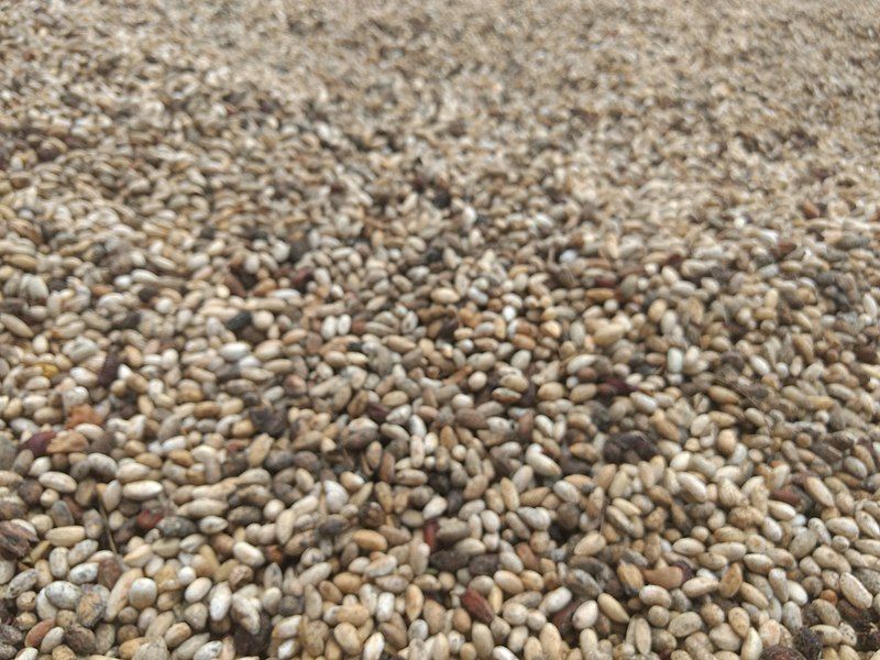 File:Ineem seeds .jpg