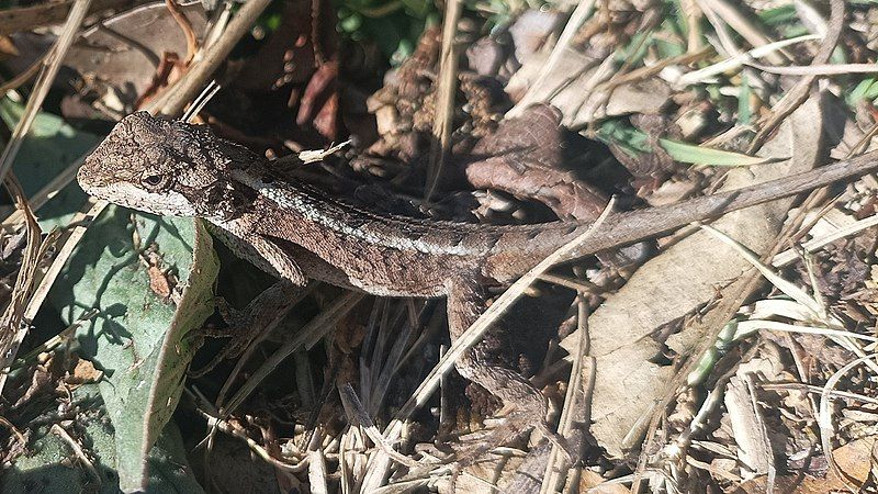 File:Japalura kumaonensis 179377745.jpg