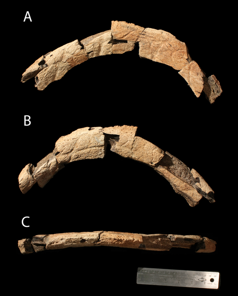 File:Judiceratops parietal fragment.png