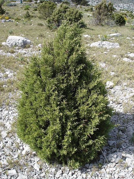 File:Juniperus phoenicea1.jpg