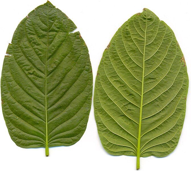 File:Kratom leafes.jpg