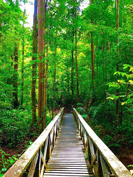 File:Lambir-Hills-National-Park-Wooden-Bridge.jpg