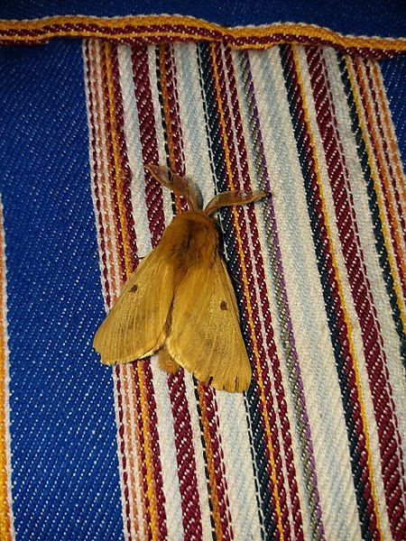 File:Lemonia vallantini 27574940.jpg