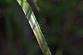 Closeup of a leaf.