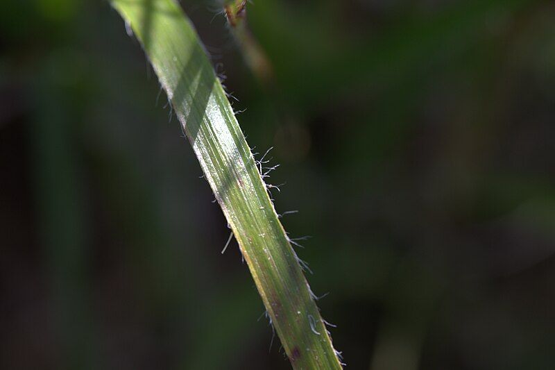 File:Luzula nivea leaf.jpg