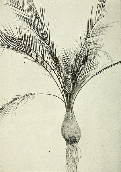 File:Macrozamia platyrhachis.jpg