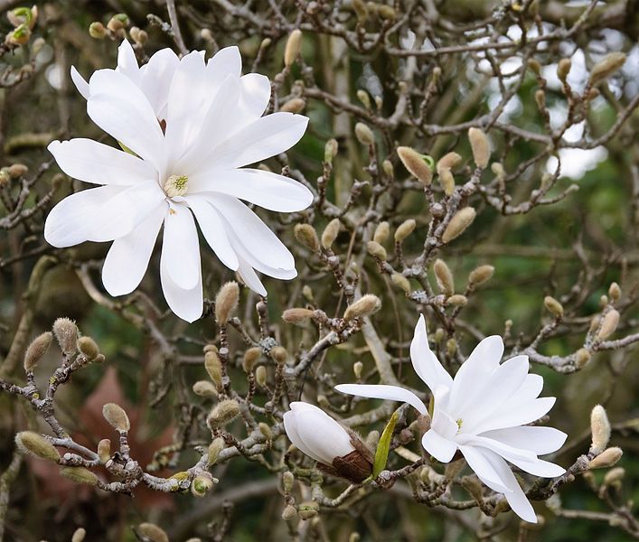 File:Magnolia stellata fleurs.jpg