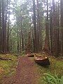 Canoes along a portage between Main Lake and the ocean