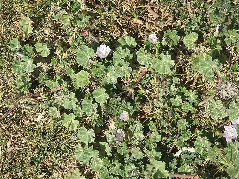 File:Malva neglecta001.jpg