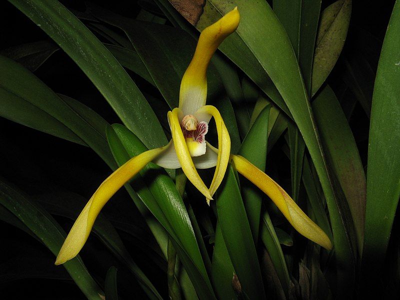 File:Maxillaria triloris1.jpg