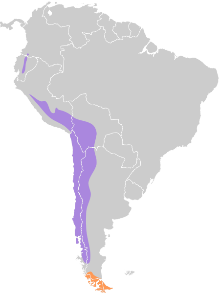 File:Metriopelia melanoptera map.svg