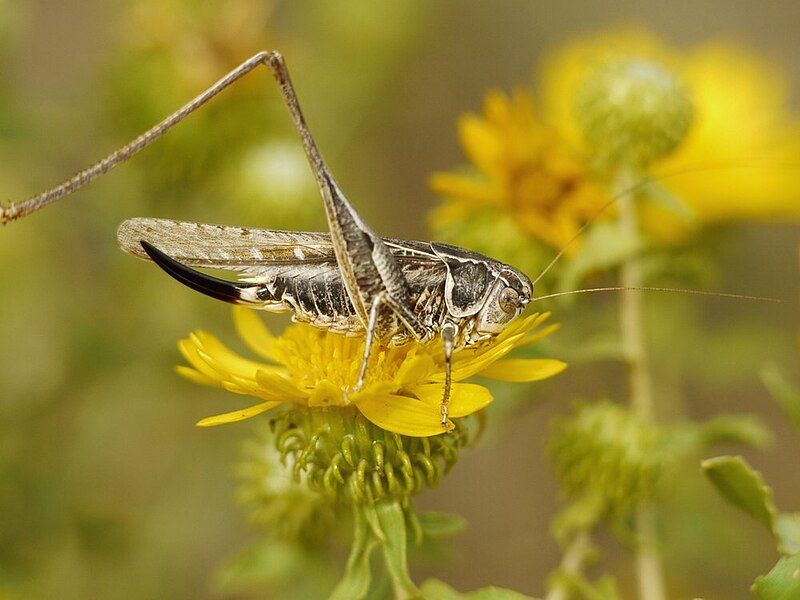 File:Montana stricta 24586605.jpg