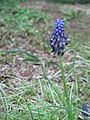 Muscari neglectum