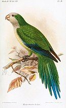 A green parrot with a white head and chest, a light-green belly, blue-tipped wings and a blue-tipped tail