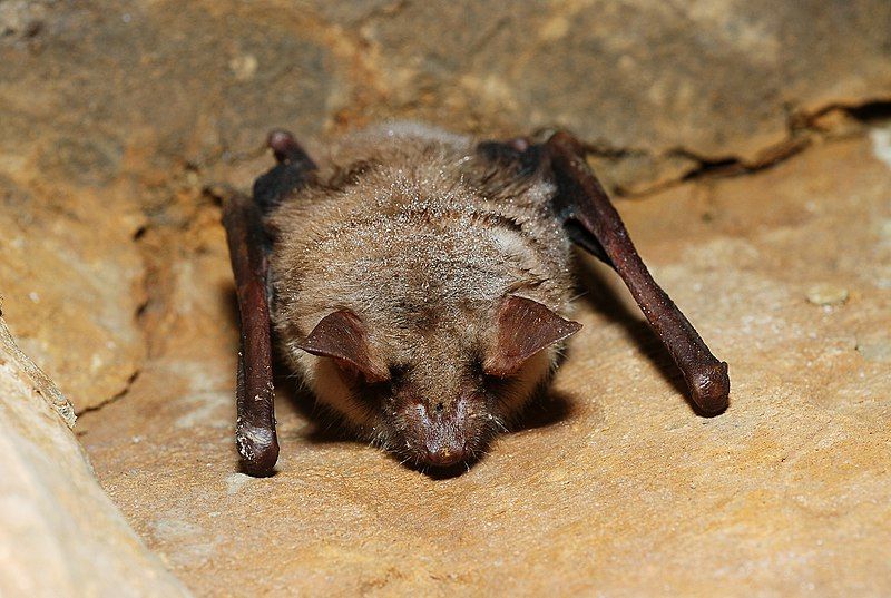 File:Myotis myotis (5394846011).jpg