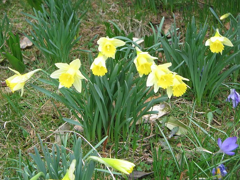 File:Narcissus pseudonarcissus pseudonarcissus1.jpg