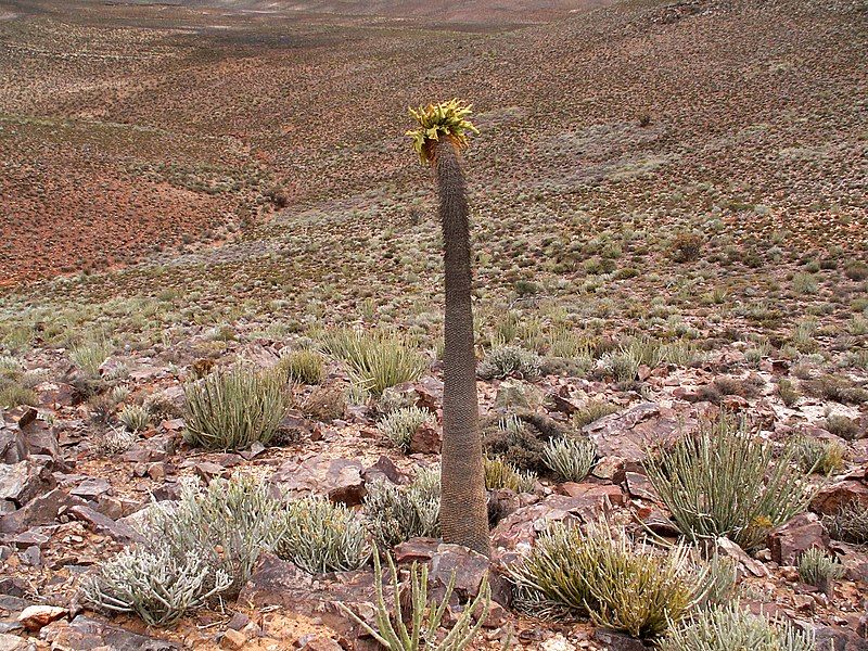 File:Pachypodium namaquanum PICT2669.JPG