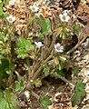 Phacelia rotundifolia