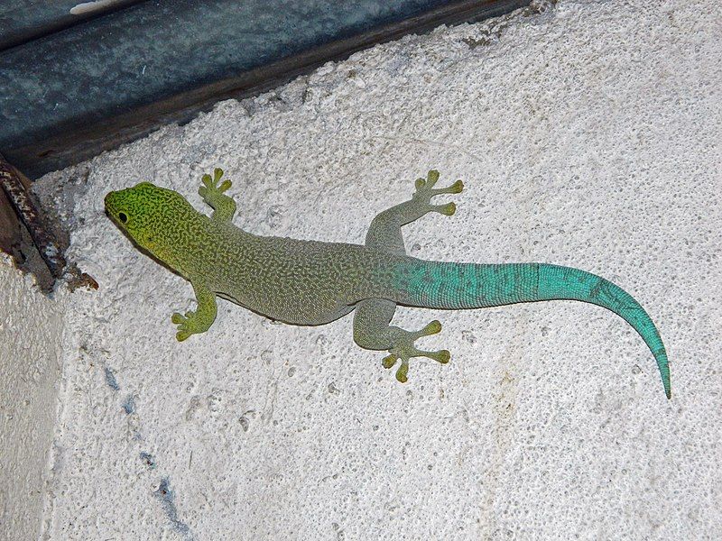 File:Phelsuma standingi 50296046.jpg