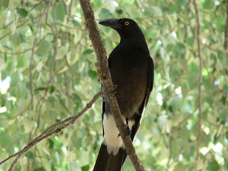 File:Pied Currawong Beneath.jpg