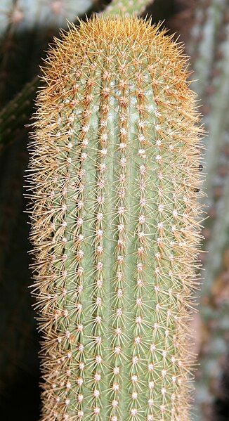 File:Pilosocereus multicostatus F.Ritter.jpg